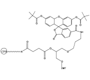 3’-FAM LCAA CPG | FIVEphoton Biochemicals | HPT1401